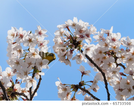 Japanese white-eye flying to cherry blossoms Sakura and Japanese white-eye Japanese white-eye flying to cherry blossoms Sakura and Japanese white-eye 65733508