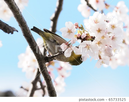 Japanese white-eye flying to cherry blossoms Sakura and Japanese white-eye Japanese white-eye flying to cherry blossoms Sakura and Japanese white-eye 65733525