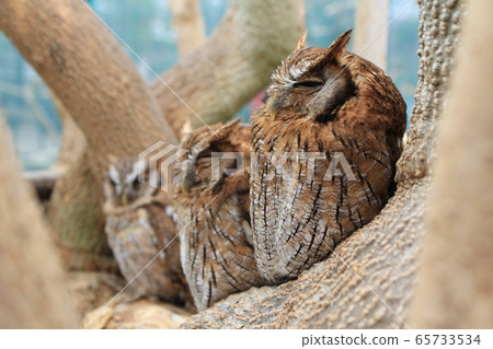 三隻貓頭鷹 三隻貓頭鷹 65733534