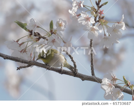 日本白眼飛向櫻花櫻花和日本白眼 日本白眼飛向櫻花櫻花和日本白眼 65733687