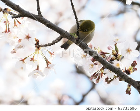 Japanese white-eye flying to cherry blossoms Sakura and Japanese white-eye Japanese white-eye flying to cherry blossoms Sakura and Japanese white-eye 65733690
