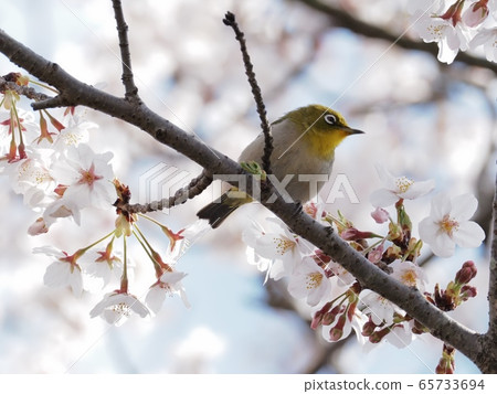 Japanese white-eye flying to cherry blossoms Sakura and Japanese white-eye Japanese white-eye flying to cherry blossoms Sakura and Japanese white-eye 65733694