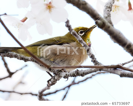 Japanese white-eye flying to cherry blossoms Sakura and Japanese white-eye 65733697