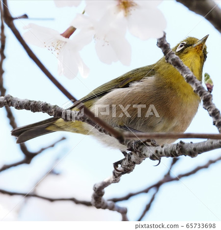 日本白眼飛向櫻花櫻花和日本白眼 65733698