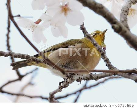 日本白眼飛向櫻花櫻花和日本白眼 65733699