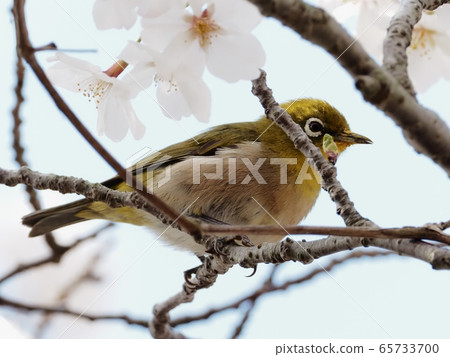 日本白眼飛向櫻花櫻花和日本白眼 65733700