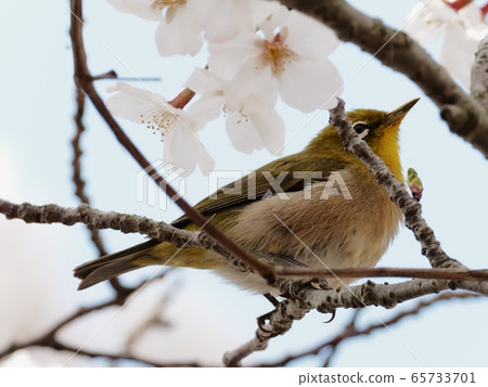Japanese white-eye flying to cherry blossoms Sakura and Japanese white-eye Japanese white-eye flying to cherry blossoms Sakura and Japanese white-eye 65733701