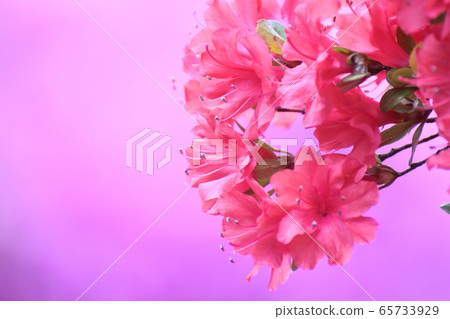 盛開的激情花 65733929