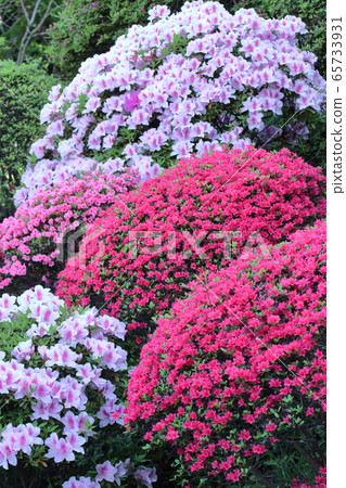 盛開的激情花 65733931