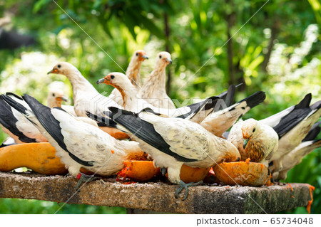 A flock of pigeons eating papaya in a manger. Bird 65734048