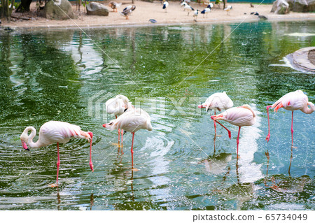 A flock of pink flamingos stands in a pond. Bird 65734049