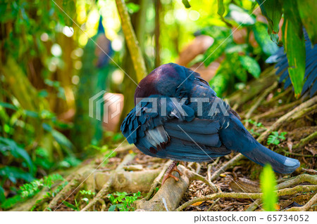 Unusual crowned dove in a green park cleans Unusual crowned dove in a green park cleans 65734052