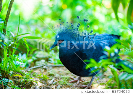 Unusual Crowned Pigeon in a green park. beauty of Unusual Crowned Pigeon in a green park. beauty of 65734053