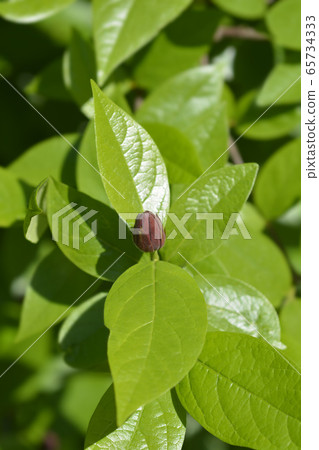 Carolina allspice 65734333