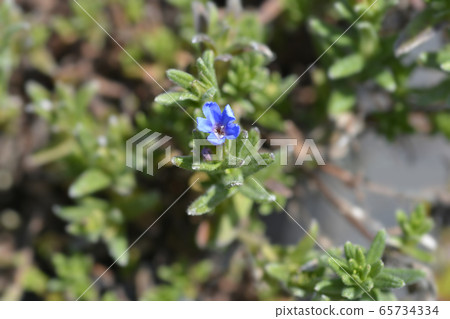 Scrambling gromwell 65734334