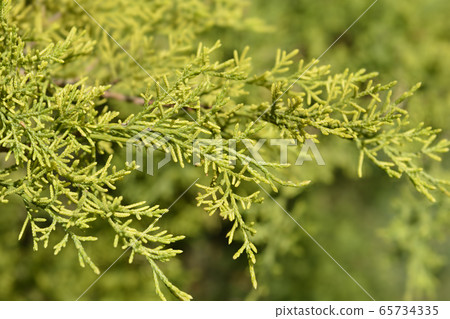 Chinese juniper Old Gold Chinese juniper Old Gold 65734335