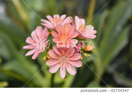 Siskiyou lewisia Mountain Dreams Siskiyou lewisia Mountain Dreams 65734347