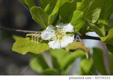 Common medlar 65734352