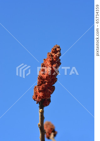Staghorn sumac Staghorn sumac 65734359