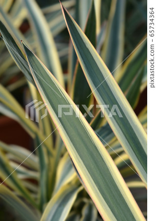 Variegated Spanish dagger 65734364