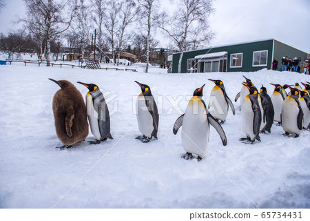 Strolling penguin Strolling penguin 65734431