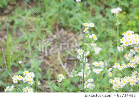 A picture of beautiful flowers I met on the promenade on a holiday after the rain 65734488