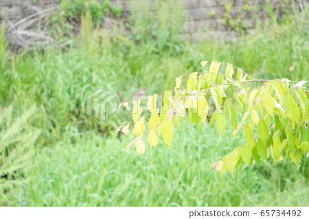 雨後假期裡我在海濱長廊上遇到的美麗植物的照片 65734492