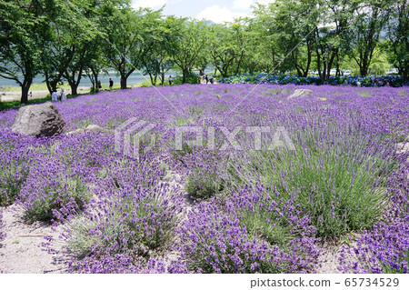 Lavender flowers Lavender flowers 65734529