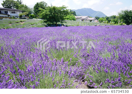 Lavender flowers Lavender flowers 65734530