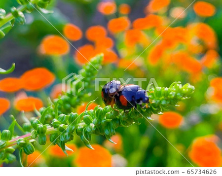 瓢蟲交配 65734626