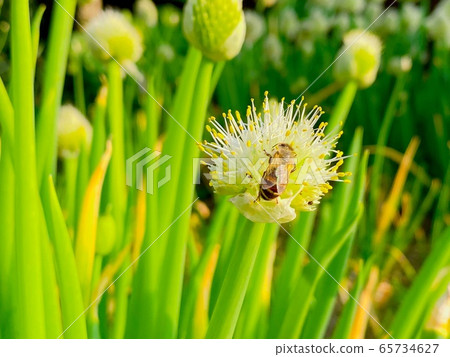 Bees in the green onion 65734627