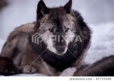 Majesty and dignity Wolf Majesty and dignity Wolf 65735046