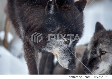 Majesty and dignity Wolf Majesty and dignity Wolf 65735050