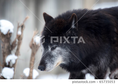 Majesty and dignity Wolf 65735053