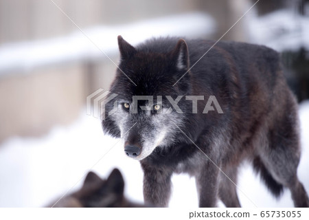 Majesty and dignity Wolf Majesty and dignity Wolf 65735055