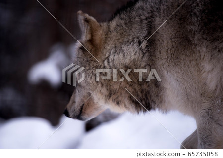 Majesty and dignity Wolf Majesty and dignity Wolf 65735058