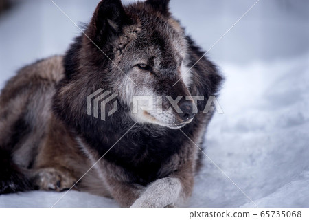 Majesty and dignity Wolf Majesty and dignity Wolf 65735068
