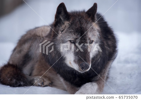 Majesty and dignity Wolf 65735070