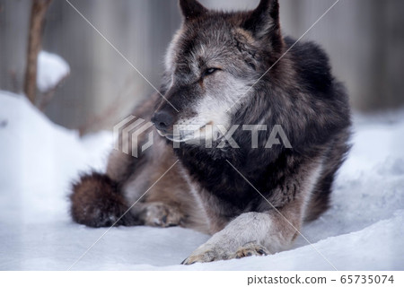 Majesty and dignity Wolf Majesty and dignity Wolf 65735074