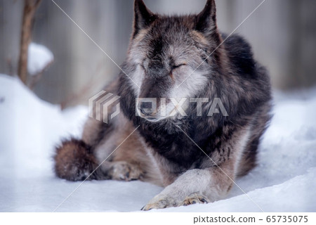 Majesty and dignity Wolf 65735075