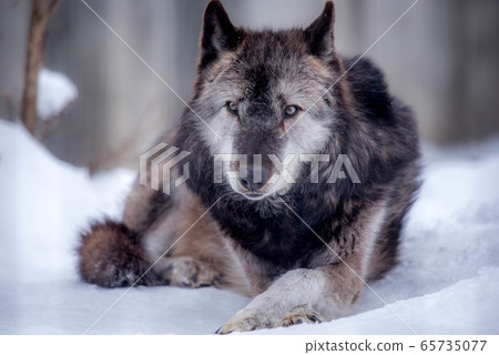 Majesty and dignity Wolf 65735077