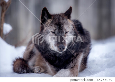 Majesty and dignity Wolf Majesty and dignity Wolf 65735079