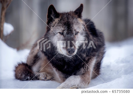 Majesty and dignity Wolf 65735080