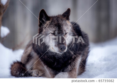 Majesty and dignity Wolf Majesty and dignity Wolf 65735082