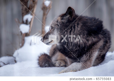 Majesty and dignity Wolf 65735083