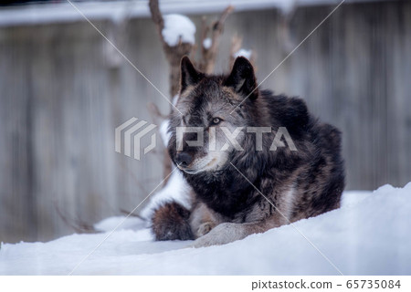 Majesty and dignity Wolf Majesty and dignity Wolf 65735084