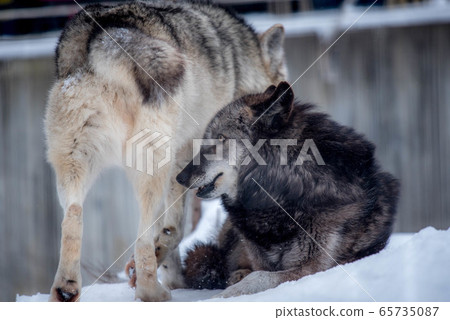 Majesty and dignity Wolf Majesty and dignity Wolf 65735087