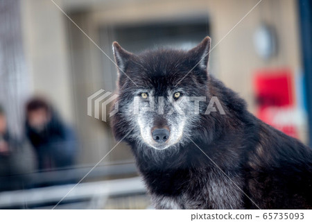 Majesty and dignity Wolf 65735093