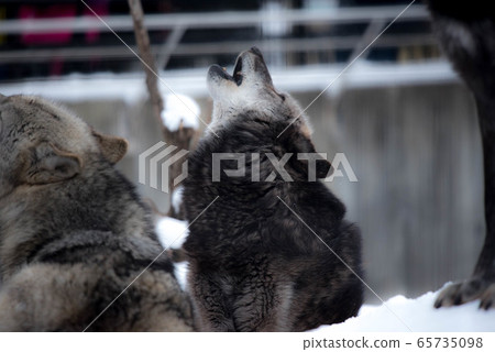 Majesty and dignity Wolf 65735098