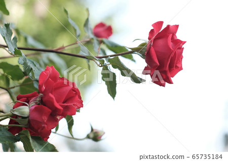 花園裡的春天的花朵 65735184